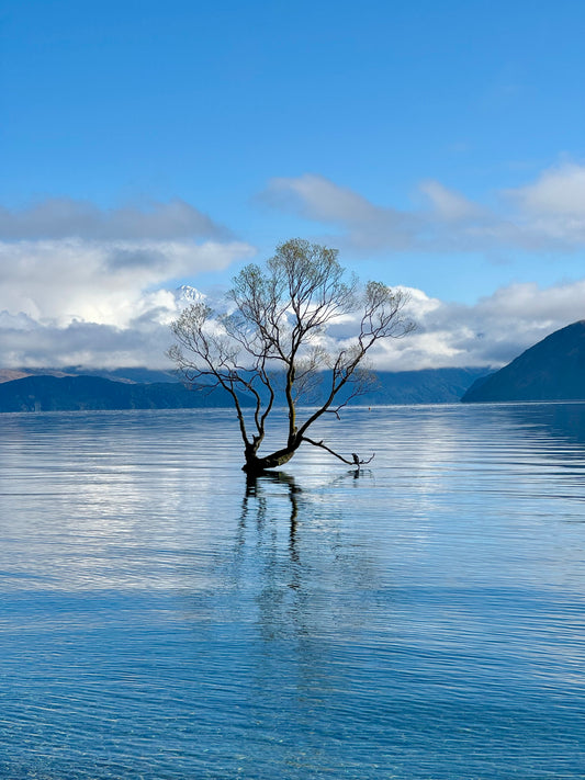 Day 21: #ThatWanakaTree, Rippon Vinyard, & Roy’s Peak
